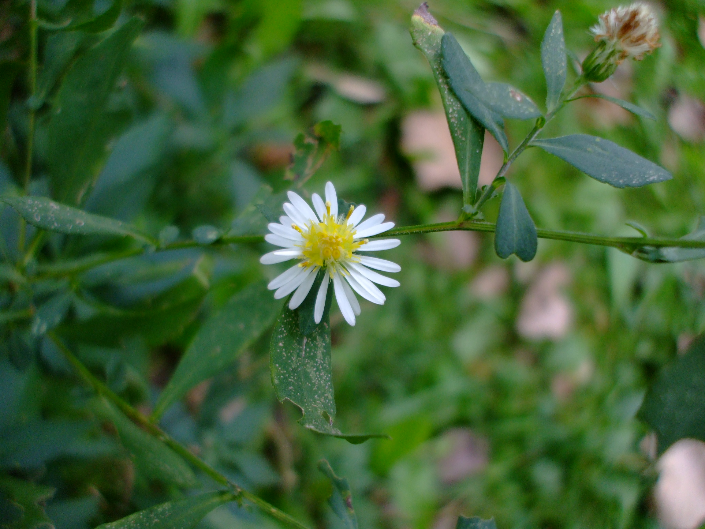 Symphyotrichum ontarionis